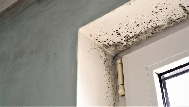 Best Residential Mold Inspection & Testing  in Newk, AR